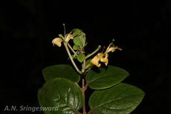 Lonicera leschenaultii